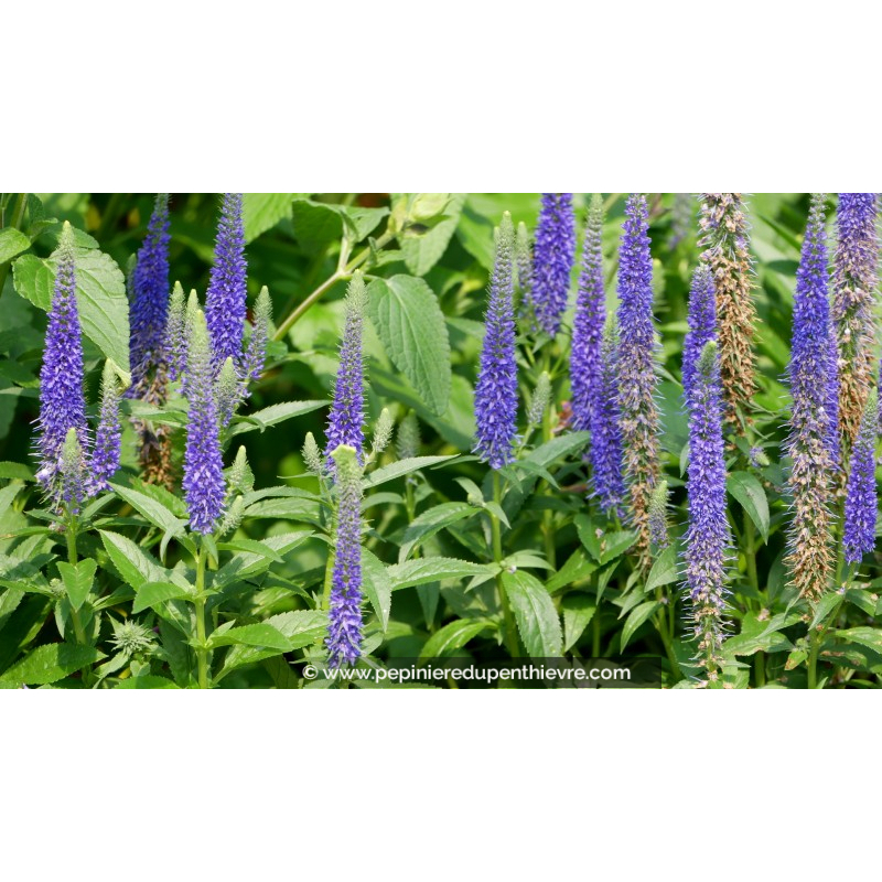 VERONICA spicata 'Ulster Blue Dwarf'