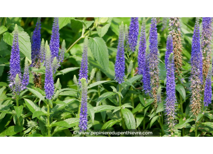 VERONICA spicata 'Ulster Blue Dwarf'