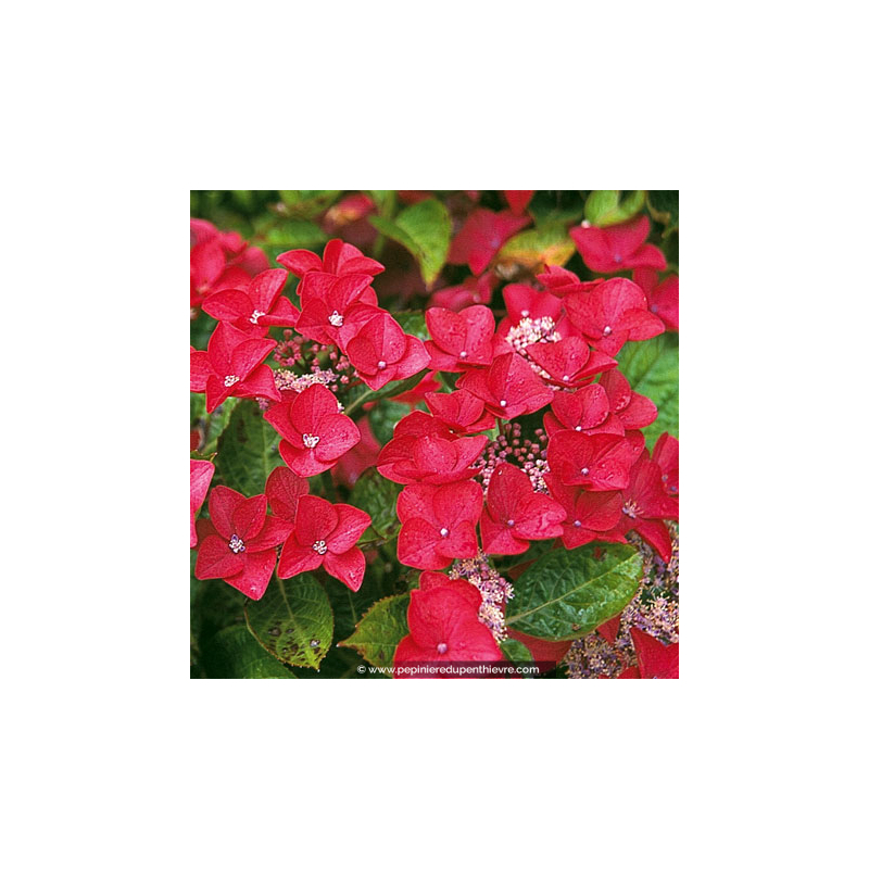 HYDRANGEA macrophylla 'Rotschwanz'