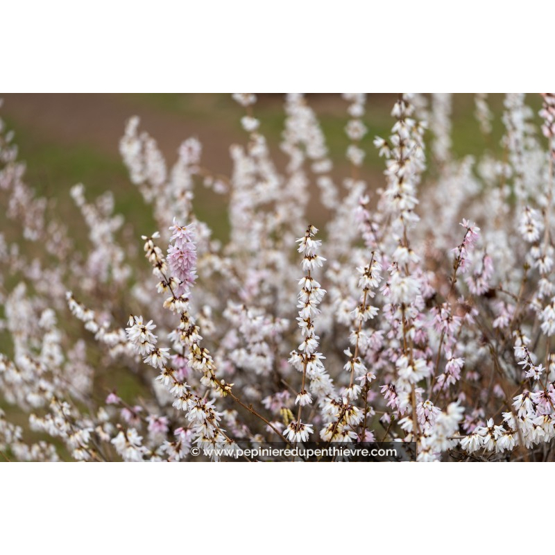 ABELIOPHYLLUM distichum