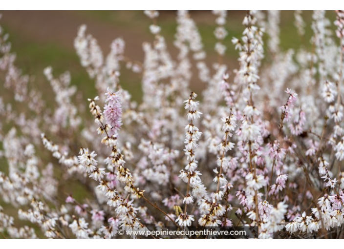 ABELIOPHYLLUM distichum