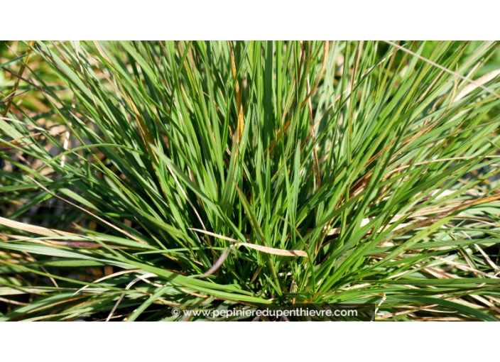 DESCHAMPSIA cespitosa 'Goldtau' DESCHAMPSIA cespitosa 'Goldtau'