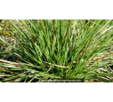 DESCHAMPSIA cespitosa 'Goldtau' DESCHAMPSIA cespitosa 'Goldtau'