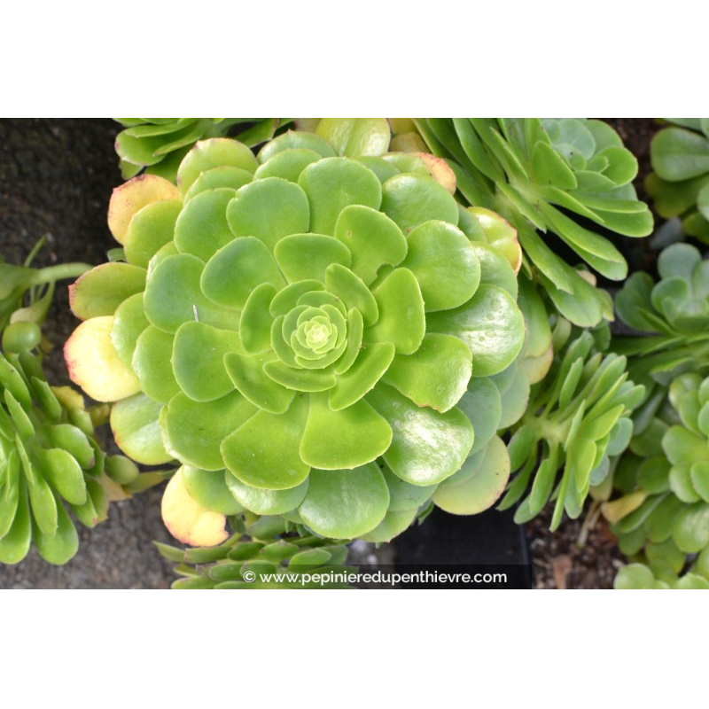 AEONIUM arboreum