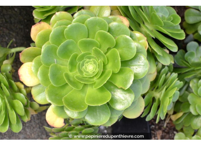 AEONIUM arboreum