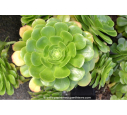 AEONIUM arboreum