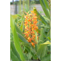 HEDYCHIUM coccineum \'Tara\'