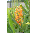 HEDYCHIUM coccineum 'Tara'