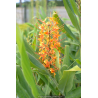 HEDYCHIUM coccineum \'Tara\'