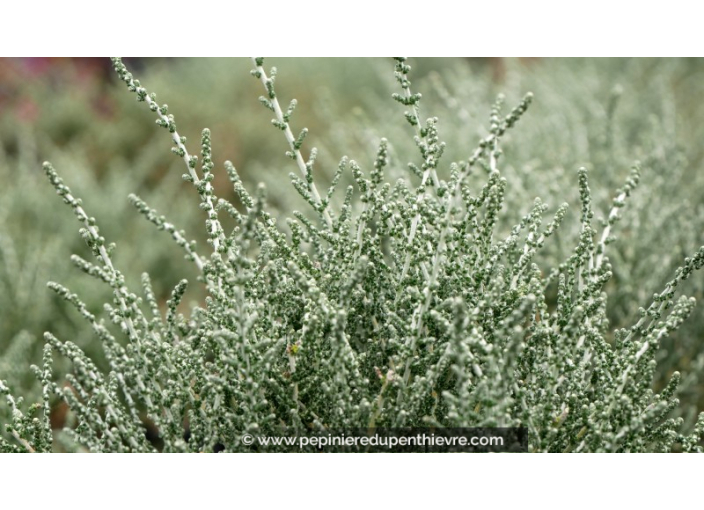 OLEARIA algida 'Mark'