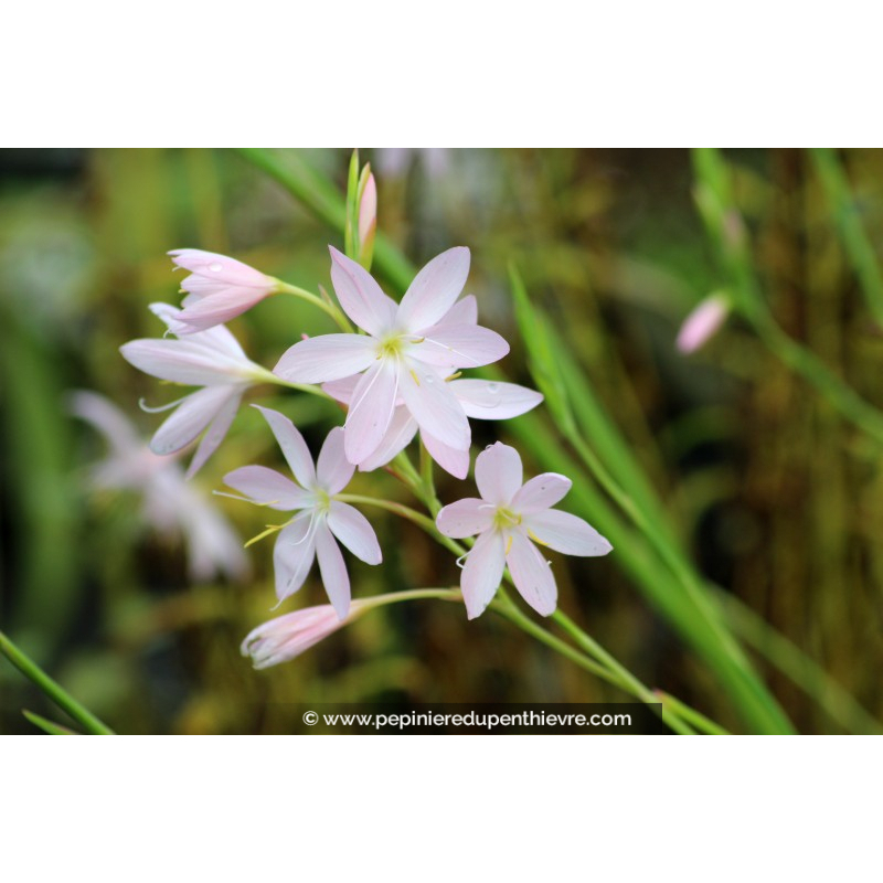 SCHIZOSTYLIS coccinea 'Pink Princess'