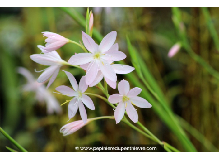 SCHIZOSTYLIS coccinea 'Pink Princess'