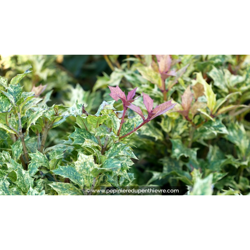 OSMANTHUS heterophyllus 'Goshiki'