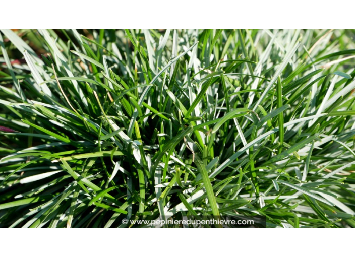 SESLERIA caerulea