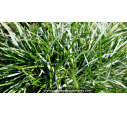 SESLERIA caerulea SESLERIA caerulea