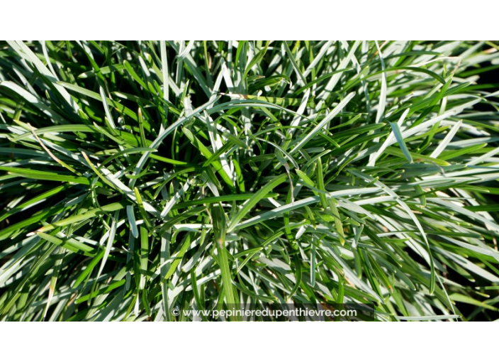 SESLERIA caerulea SESLERIA caerulea