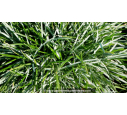 SESLERIA caerulea SESLERIA caerulea