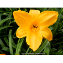 HEMEROCALLIS \'Aten\'