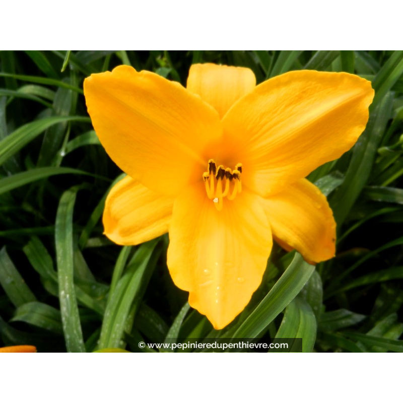HEMEROCALLIS 'Aten'