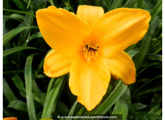 HEMEROCALLIS 'Aten'