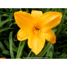 HEMEROCALLIS \'Aten\'