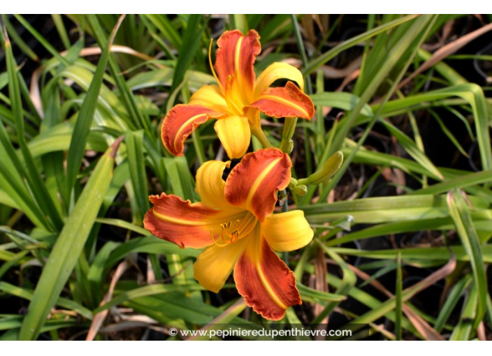 HEMEROCALLIS 'Frans Hals'