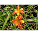 HEMEROCALLIS 'Frans Hals'