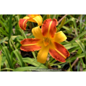 HEMEROCALLIS \'Frans Hals\'
