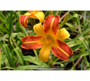 HEMEROCALLIS 'Frans Hals'
