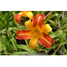 HEMEROCALLIS \'Frans Hals\'