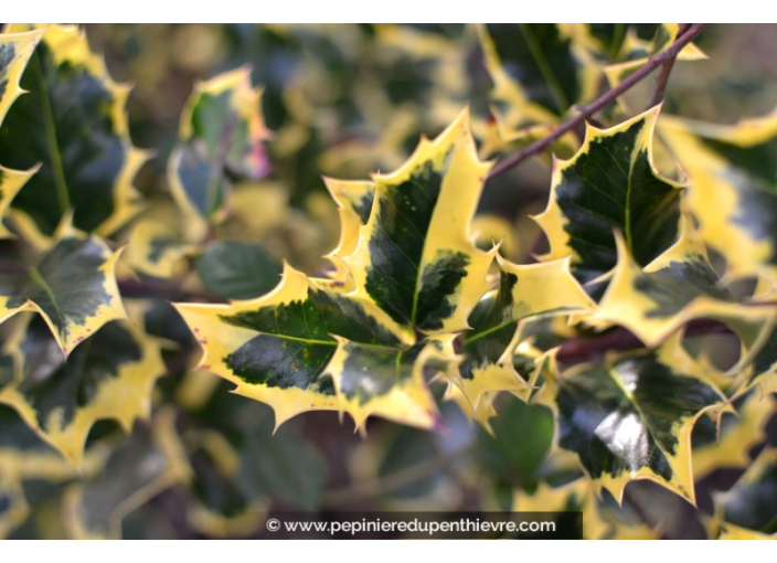 ILEX aquifolium 'Aureomarginata'