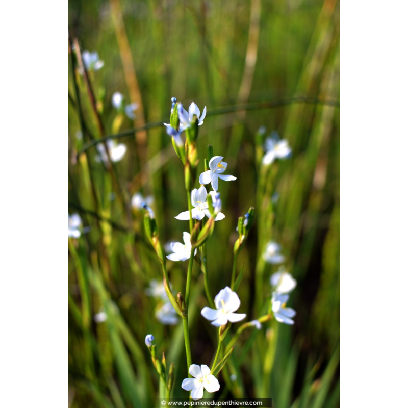 LIBERTIA caerulescens