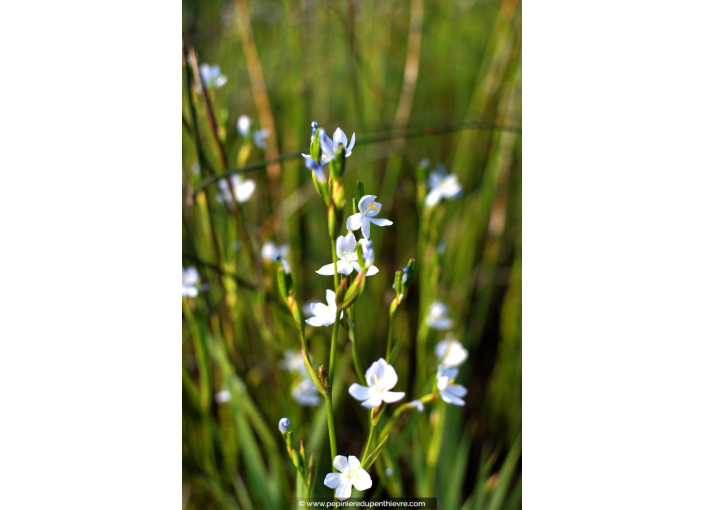 LIBERTIA caerulescens