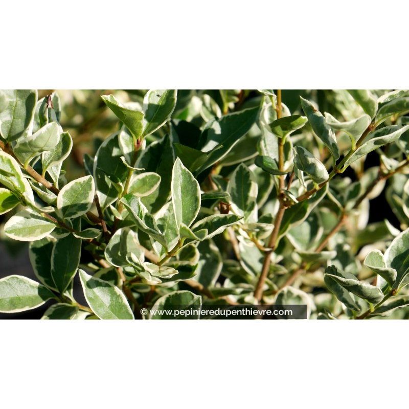 LIGUSTRUM ovalifolium 'Argenteum'