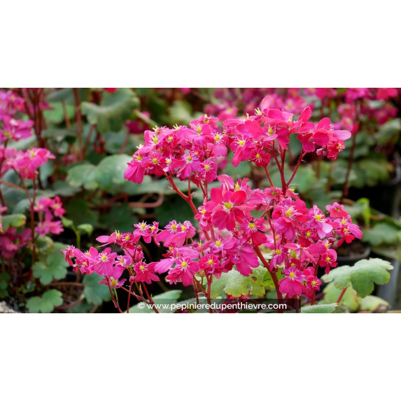 SAXIFRAGA fortunei 'Gokka'