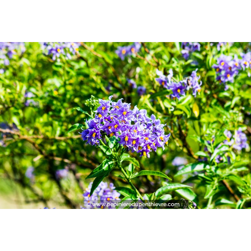 SOLANUM crispum 'Glasnevin'