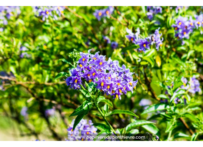 SOLANUM crispum 'Glasnevin'