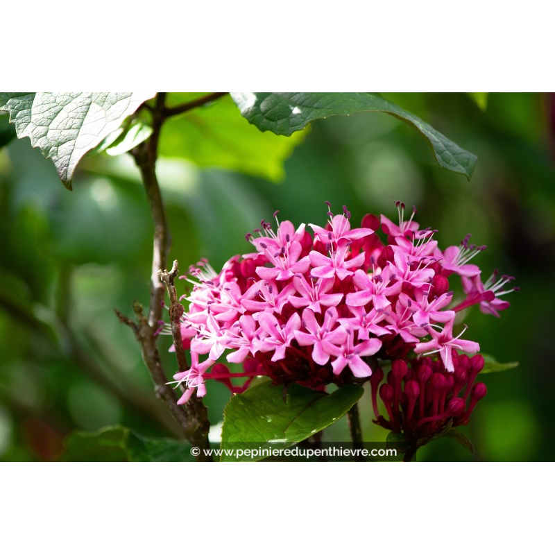 CLERODENDRUM bungei