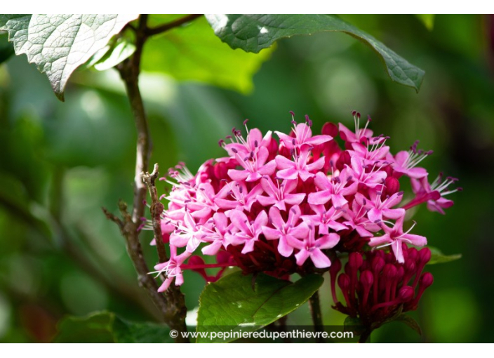 CLERODENDRUM bungei