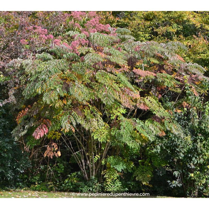 TETRADIUM daniellii - Été