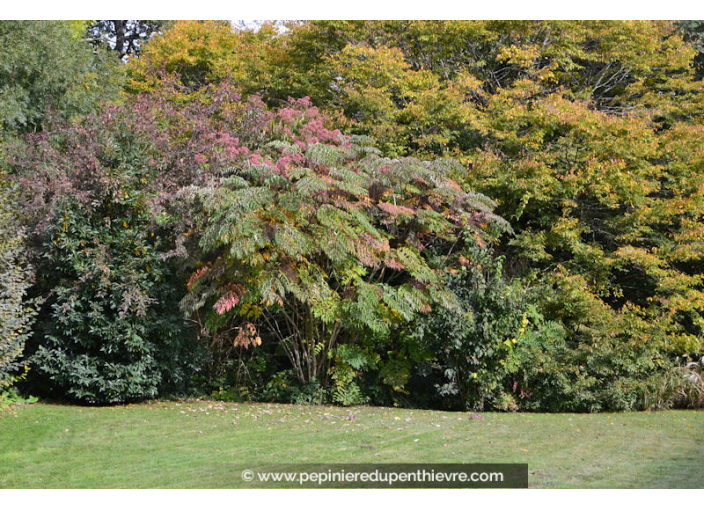 TETRADIUM daniellii - Été