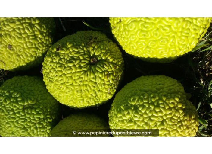 MACLURA pomifera