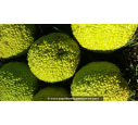 MACLURA pomifera