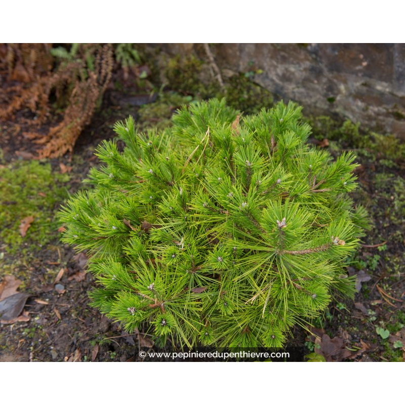PINUS densiflora 'Low Glow'