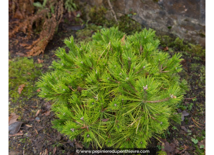 PINUS densiflora 'Low Glow'