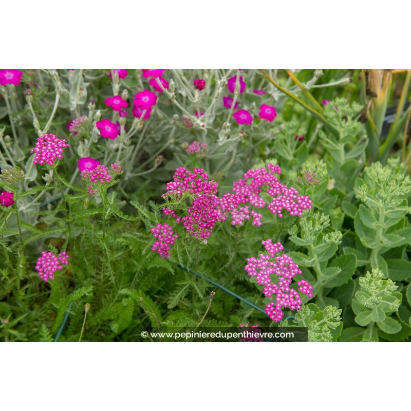 ACHILLEA millefolium 'Cerise Queen'