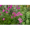 ACHILLEA millefolium \'Cerise Queen\'