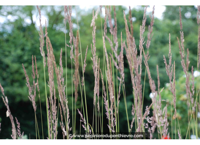 CALAMAGROSTIS x acutiflora 'Karl Foerster' CALAMAGROSTIS x acutiflora 'Karl Foerster'