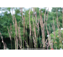CALAMAGROSTIS x acutiflora 'Karl Foerster' CALAMAGROSTIS x acutiflora 'Karl Foerster'