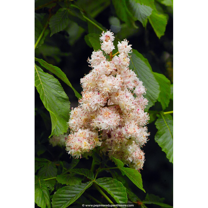 AESCULUS hippocastanum 'Baumannii'